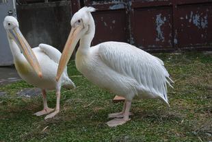 モモ、ありがとう