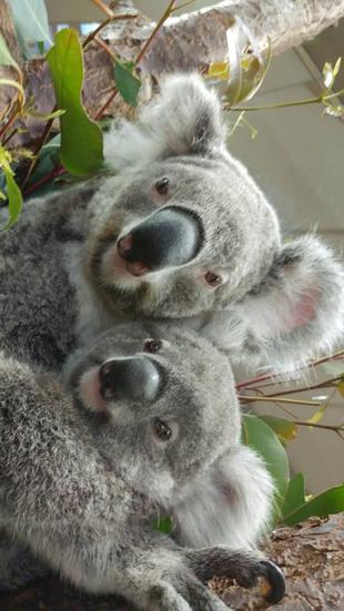 たんぽぽのたんじょうび