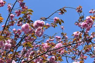 金沢動物園・金沢自然公園サクラ開花情報【2023年4月9日号】