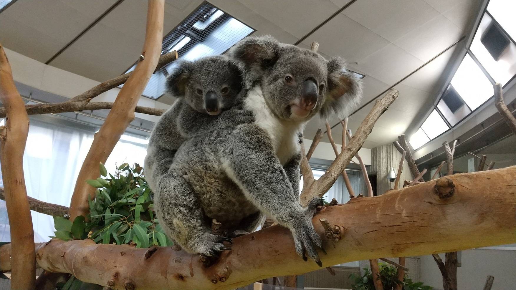 コハルが4歳になりました!!の写真