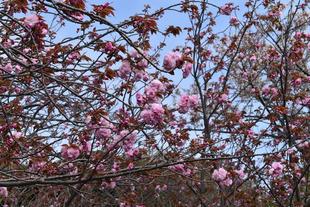 金沢動物園・金沢自然公園サクラ開花情報【2023年4月6日号】