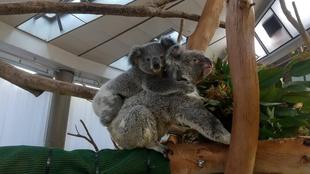 ハリーおたんじょうびおめでとう!!