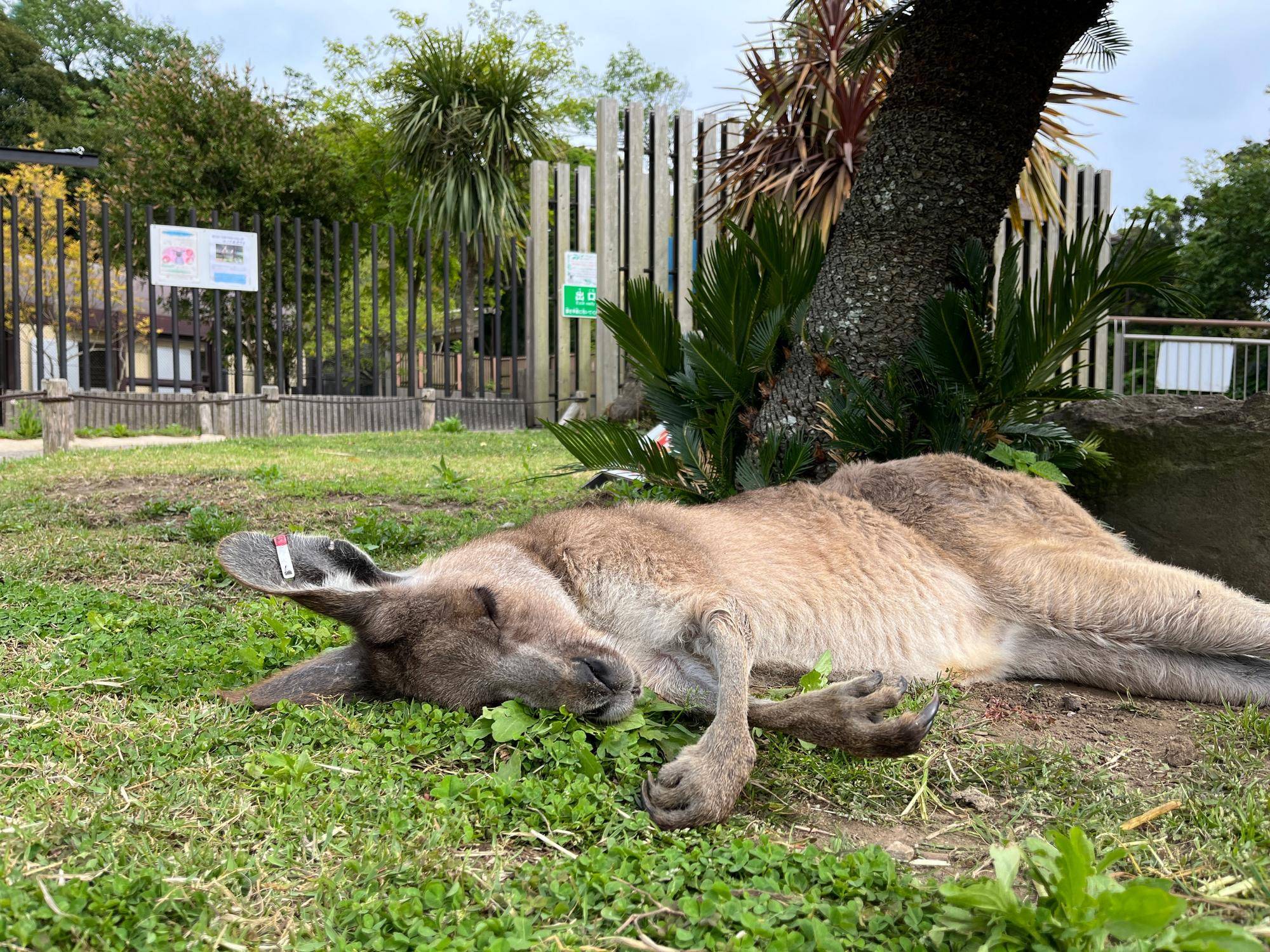 カンガルーブログ 《この時期恒例のお願い》カンガルーたちが穏やかに過ごせるよう、展示場周辺では静かにご観覧くださいの写真