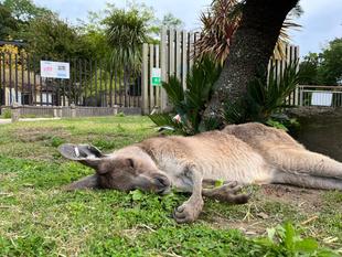 カンガルーブログ　《この時期恒例のお願い》カンガルーたちが穏やかに過ごせるよう、展示場周辺では静かにご観覧ください