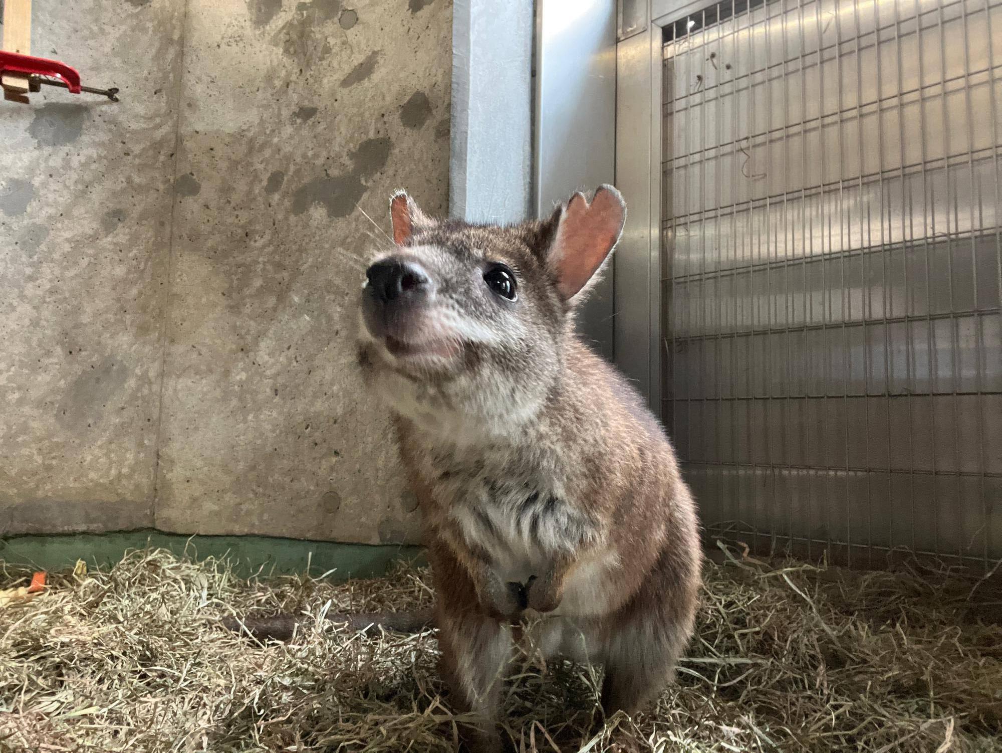 最近のパルマワラビー① 夜間のサブパドック開放使用が始まりましたの写真