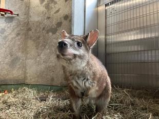 最近のパルマワラビー① 夜間のサブパドック開放使用が始まりました