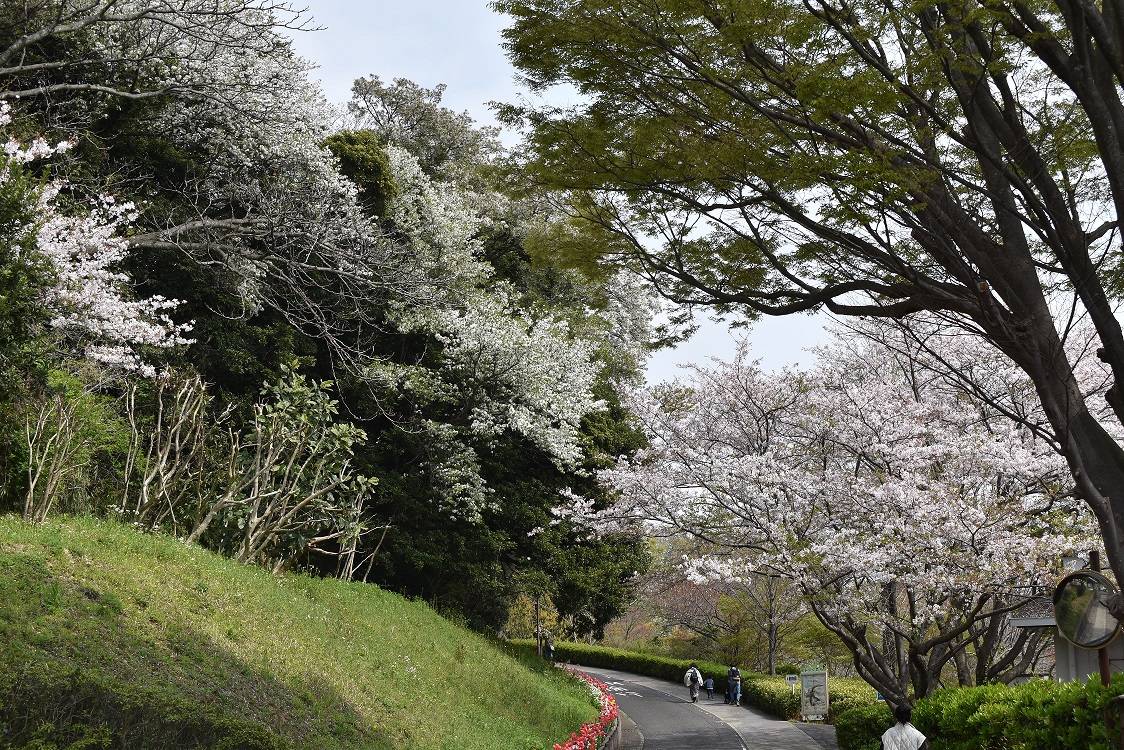 金沢動物園・金沢自然公園サクラ開花情報【2023年4月2日号】の写真