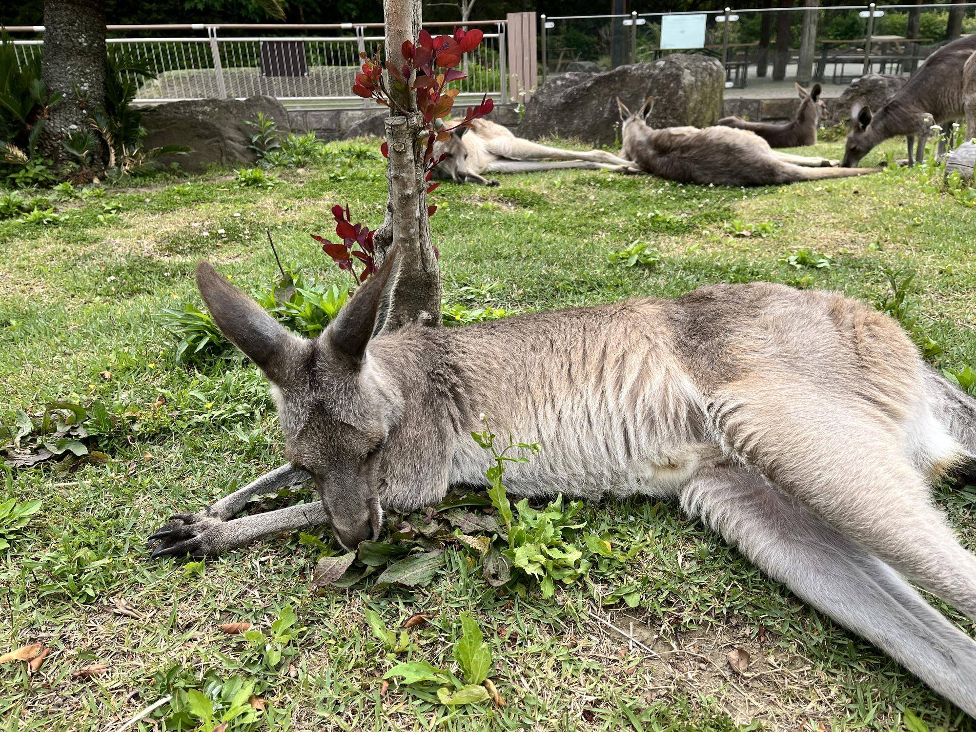 カンガルーブログ 最近のメスたちは芝に夢中の写真