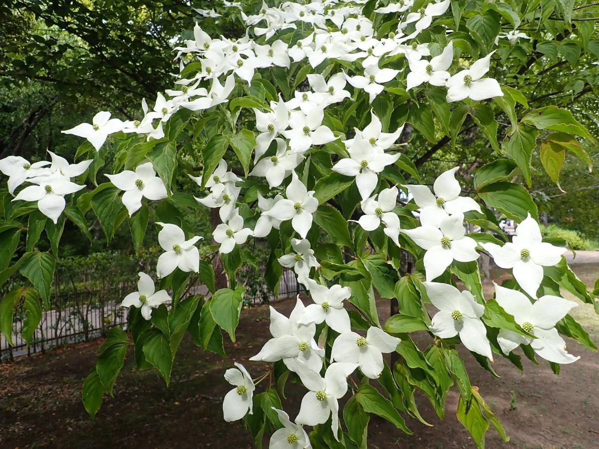 初夏の花木|花情報｜ブログ|金沢動物園公式サイト｜公益財団法人 横浜