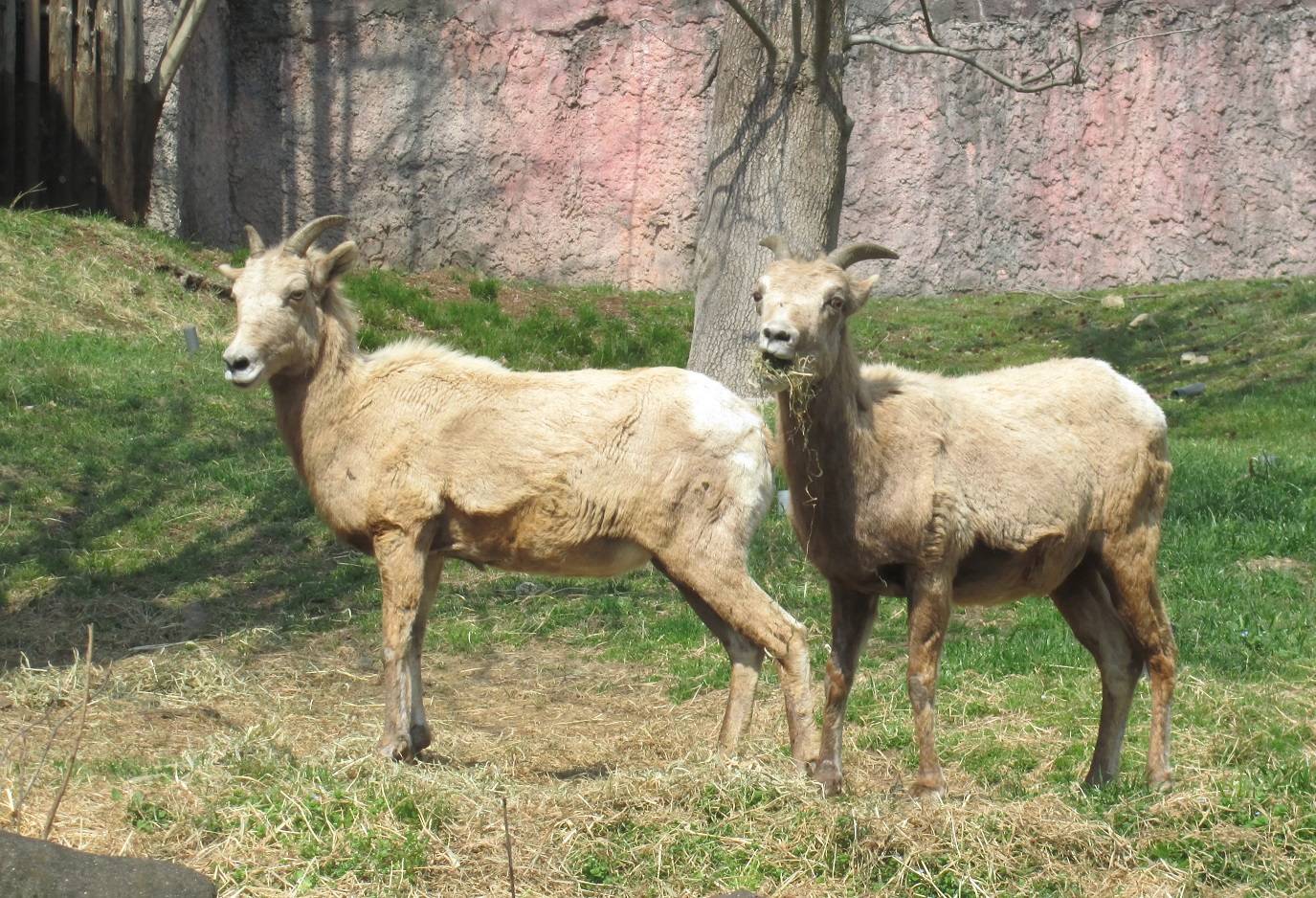 オオきなツノのヒツジのおはなしの写真