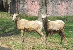 オオきなツノのヒツジのおはなし