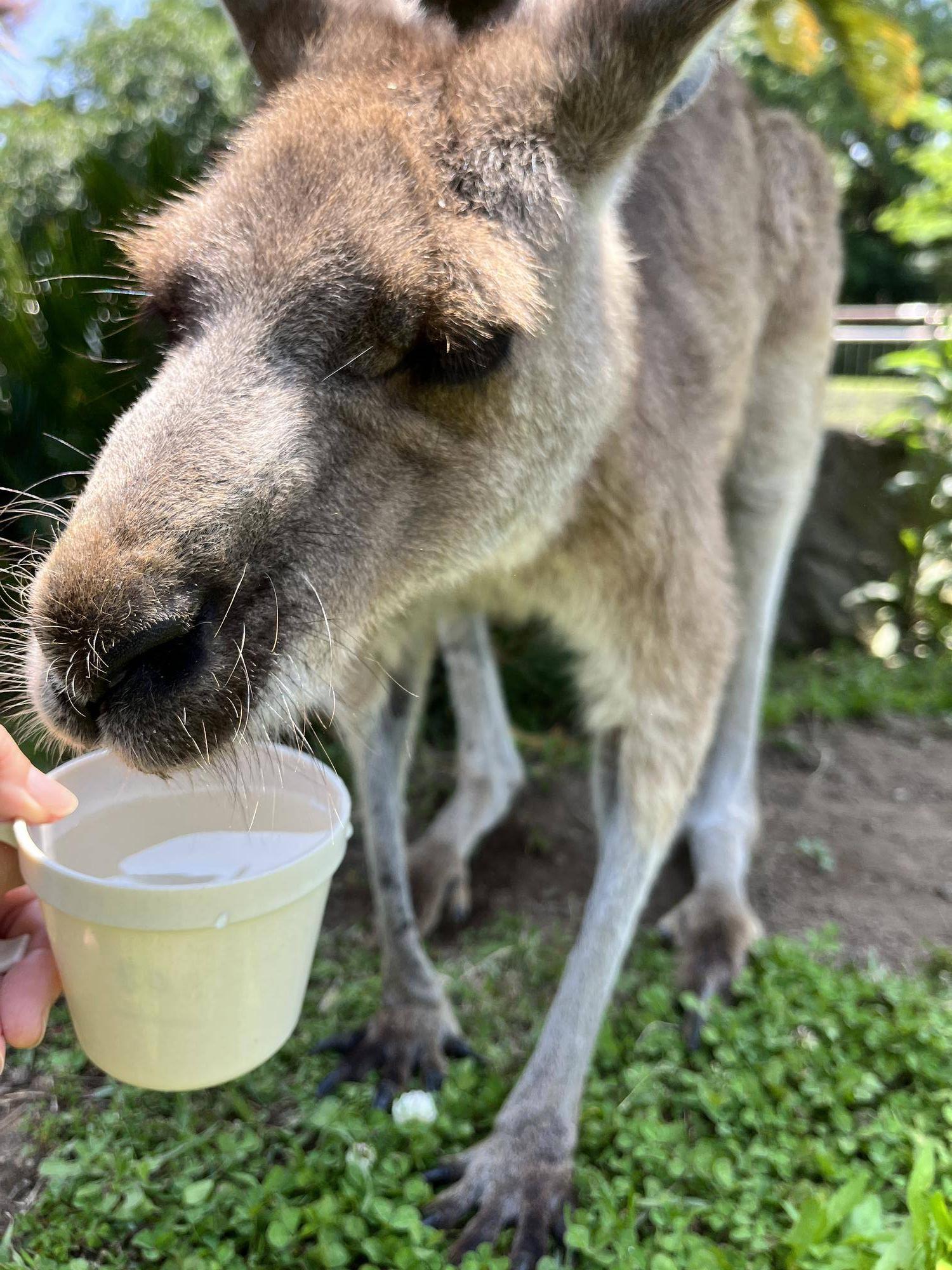 カンガルーブログ キノコはコップの水が好き?の写真