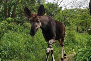 オカピのいろいろ　