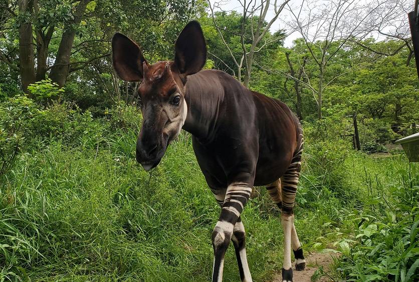 オカピのいろいろ　の写真