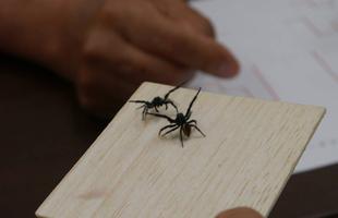ホンチって知ってる?