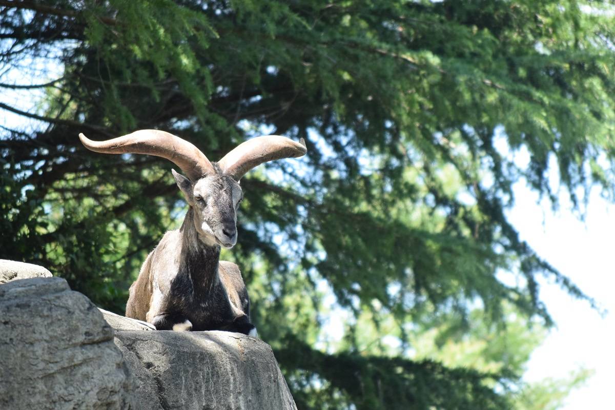  岩の上のバーラルガイド　の写真