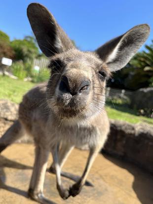カンガルーブログ プールの一番乗りは今年もドリーム