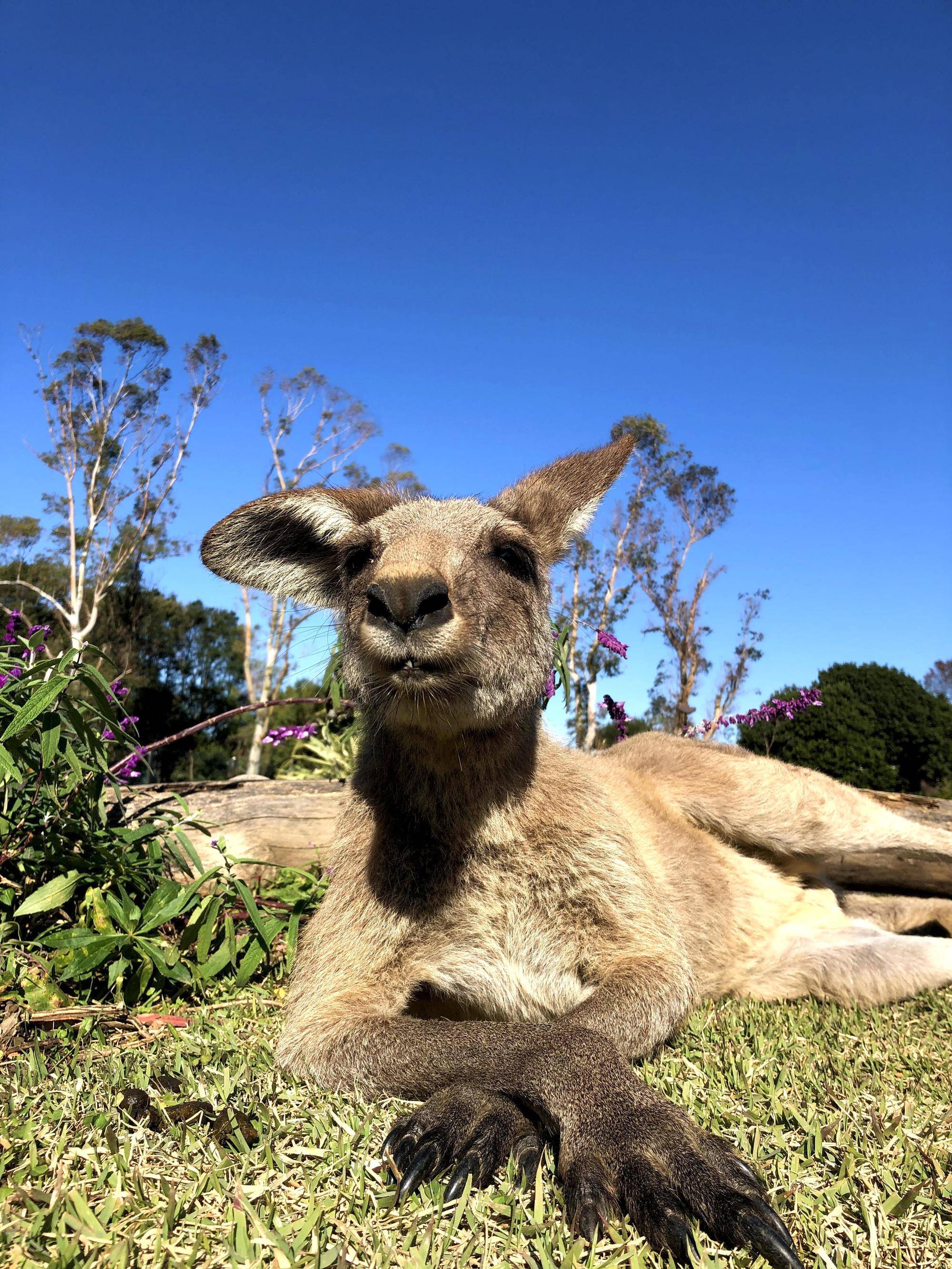 カンガルーブログ ペンタが亡くなりました。の写真