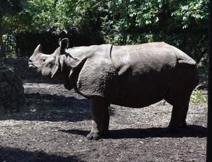 インドサイのおはなし