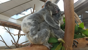 大きくなったね