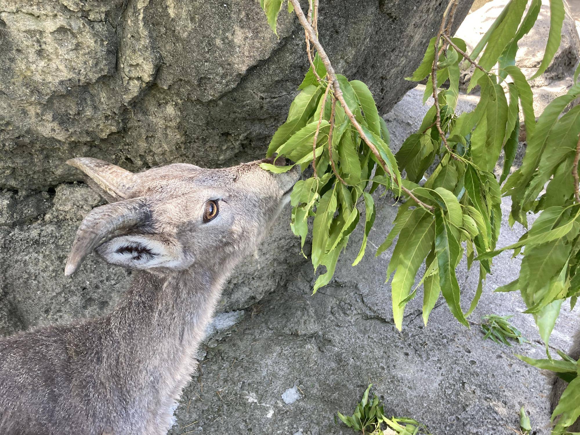 クヌギをあげましたの写真