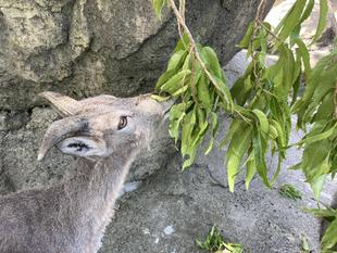 クヌギをあげました
