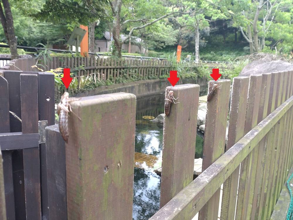 抜け殻がいっぱい!!の写真
