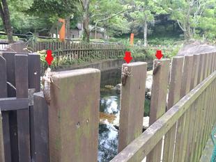 抜け殻がいっぱい！！