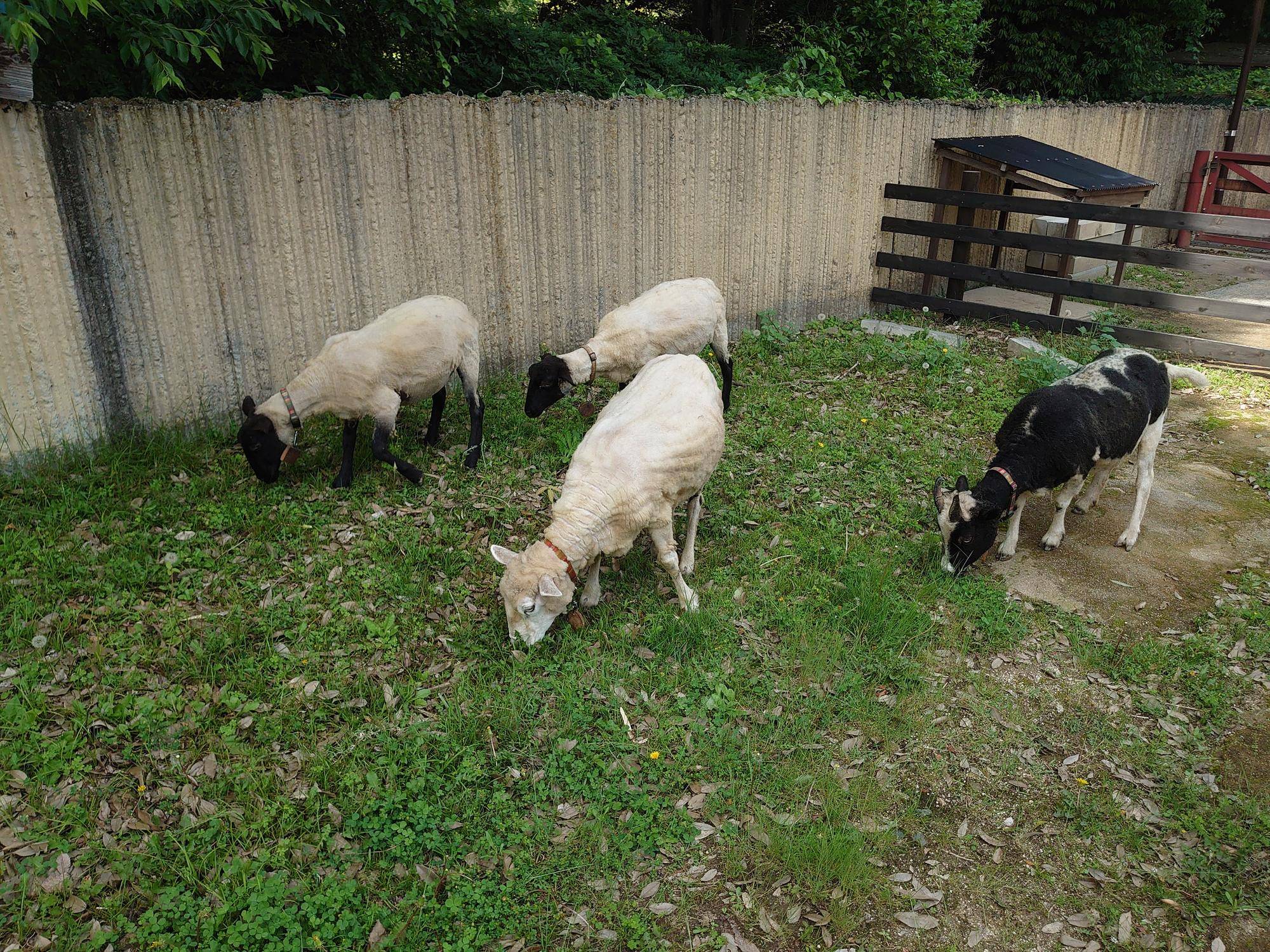 ヒツジの毛刈りを実施しました その2の写真