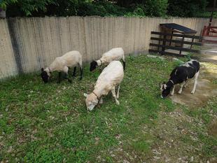 ヒツジの毛刈りを実施しました　その２