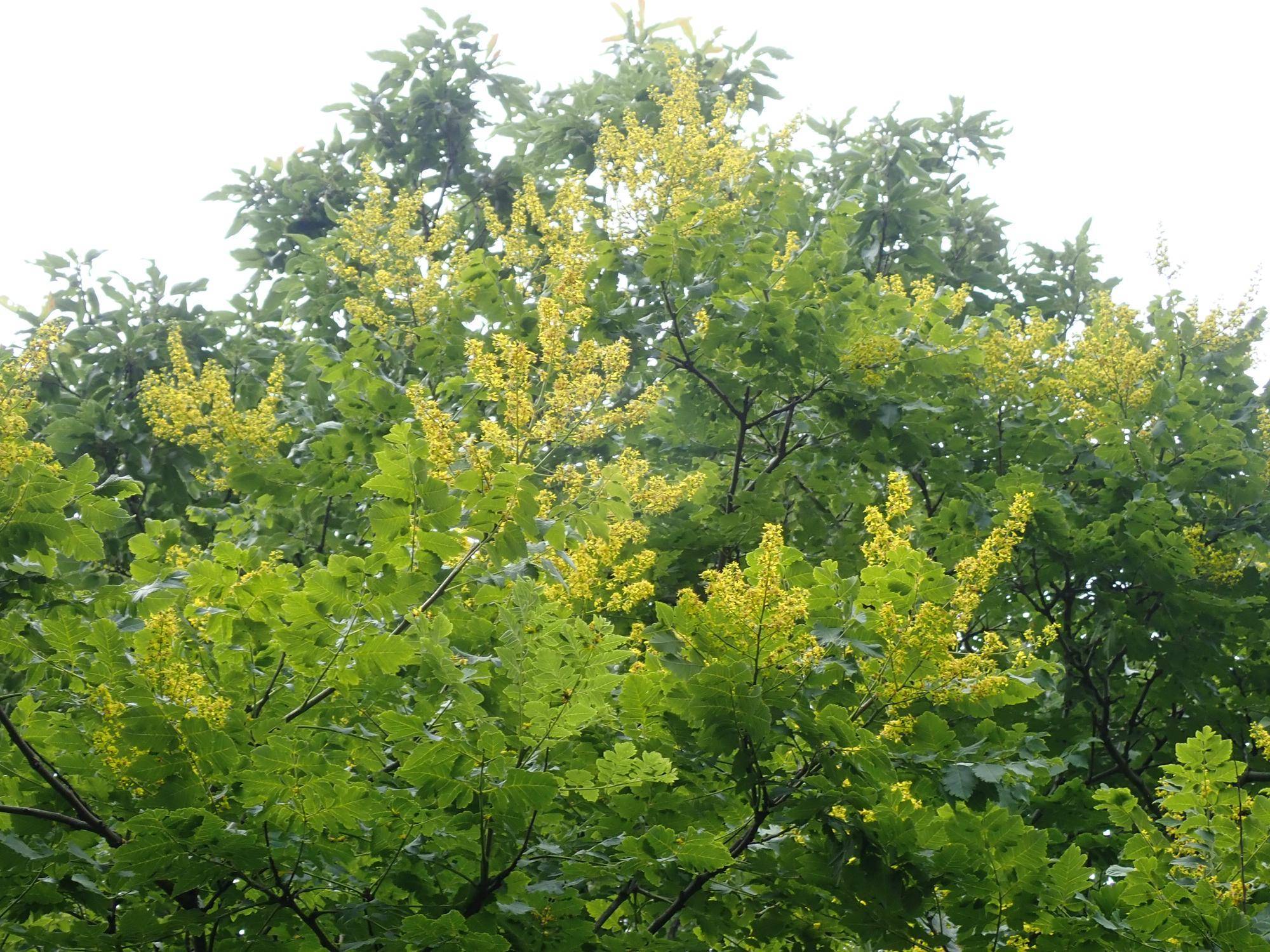 見ごろの花の写真