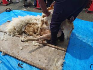 ヒツジの毛刈りを実施しました