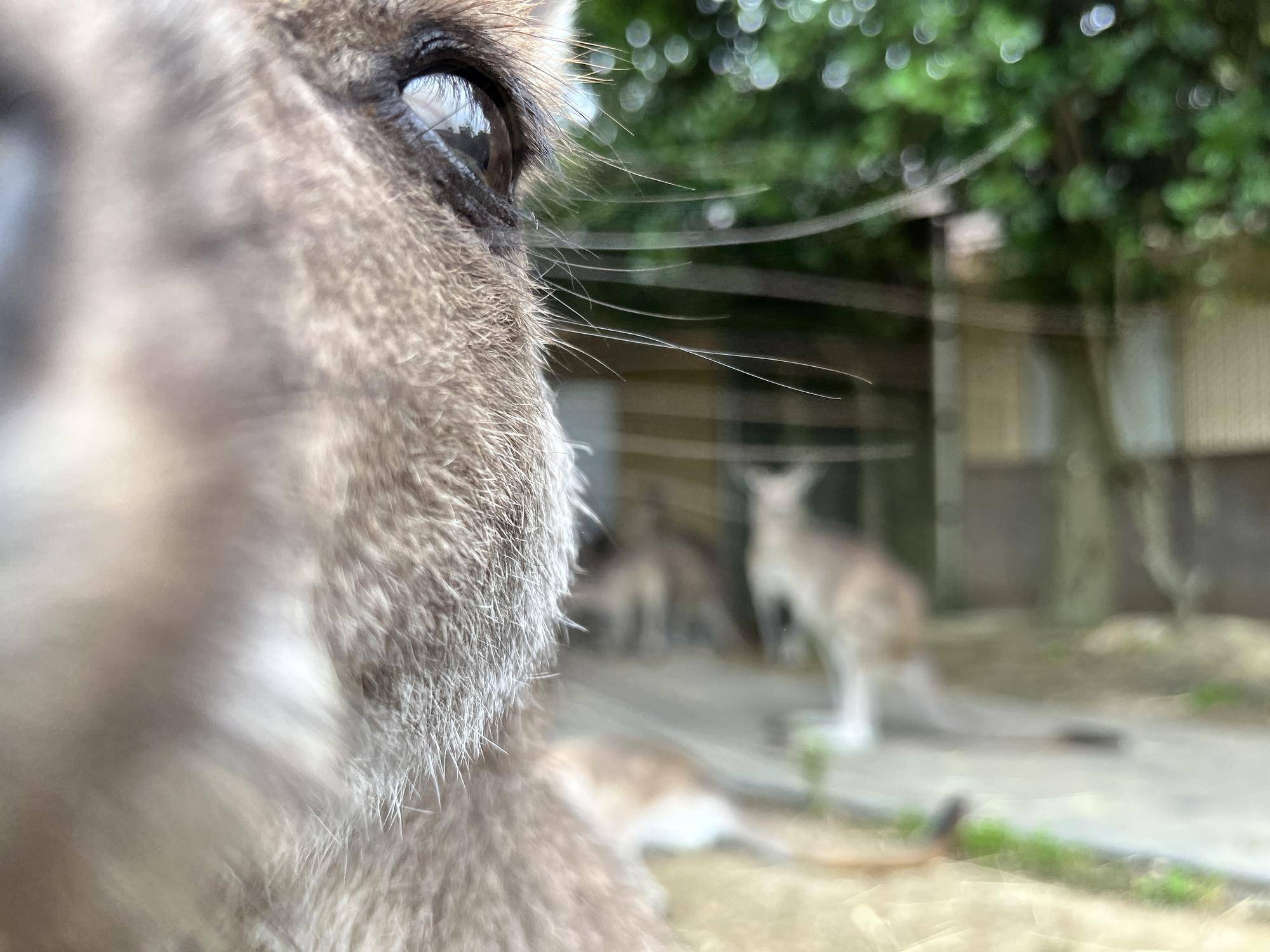 カンガルーブログ 展示場とサブパドックを開放していますの写真