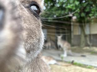 カンガルーブログ　展示場とサブパドックを開放しています
