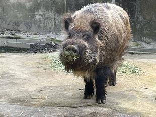 イノッチ、富山へ
