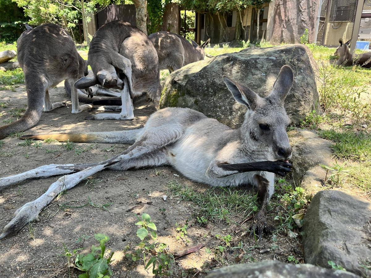 カンガルーブログ カンガルーの仲間は腕や足を舐めて濡らし、体を