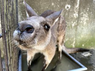 カンガルーブログ　キノコの納涼
