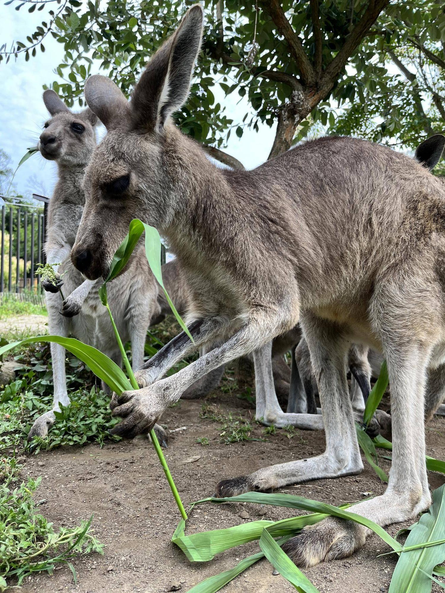 カンガルーブログ ソルゴーの給与がはじまりましたの写真
