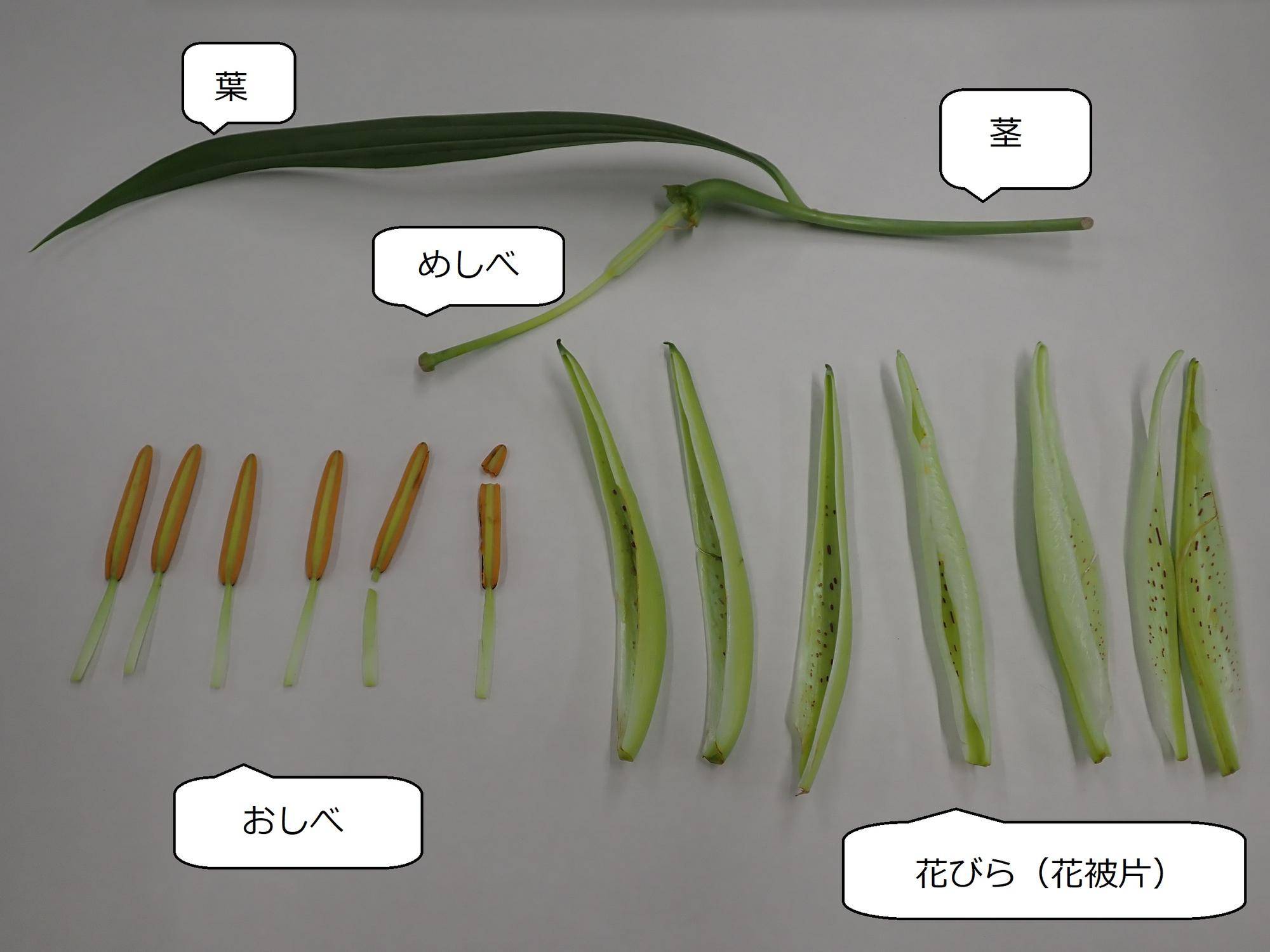つぼみの解体 ヤマユリガイドの写真