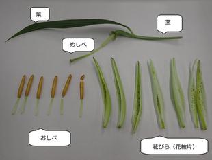 つぼみの解体　ヤマユリガイド