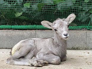 今年2頭目の赤ちゃんの誕生です!