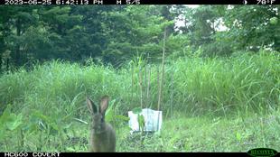 ノウサギ来てます
