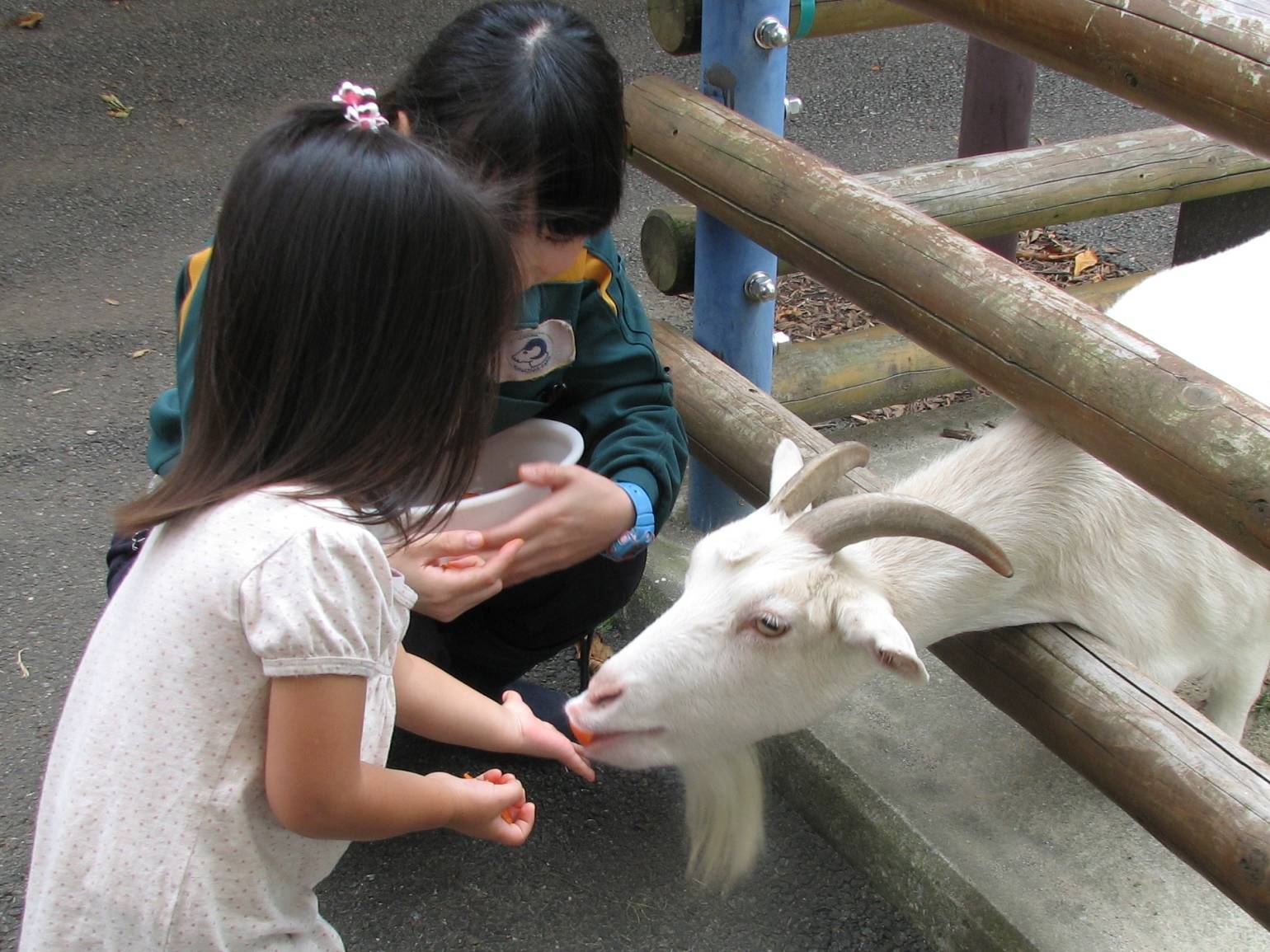 ヤギさんのおやつタイム　の写真
