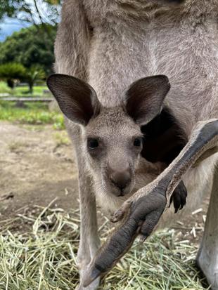 カンガルーブログ　こんにちは、カボスです★