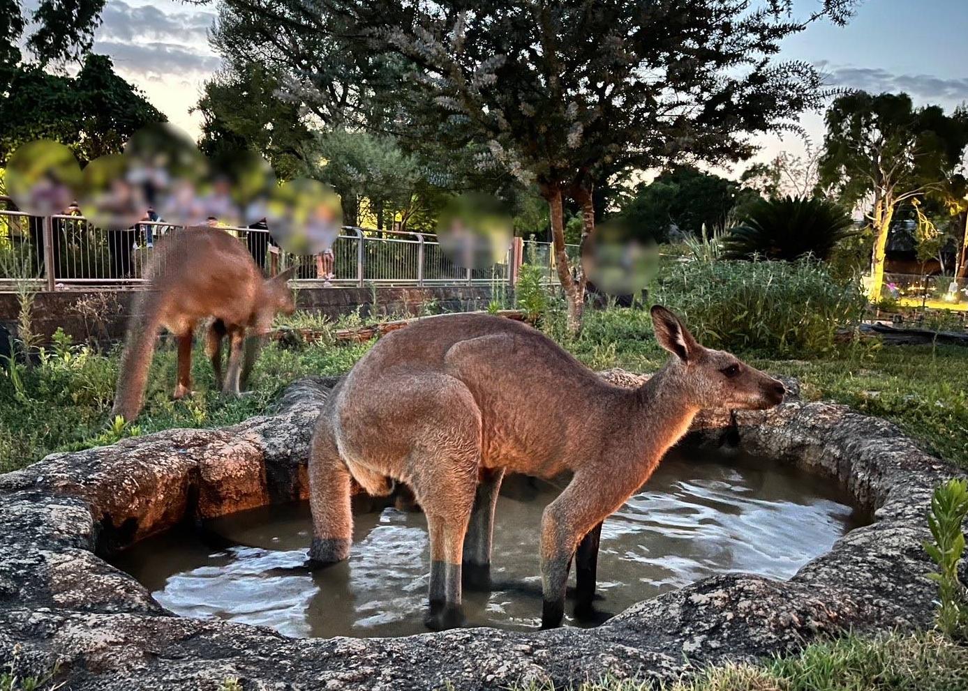 ナイト金沢ZOO初日のカンガルーたちの写真