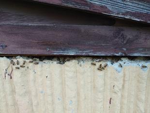 実は来ていたんです。