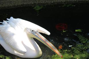 ペリカン乗っています