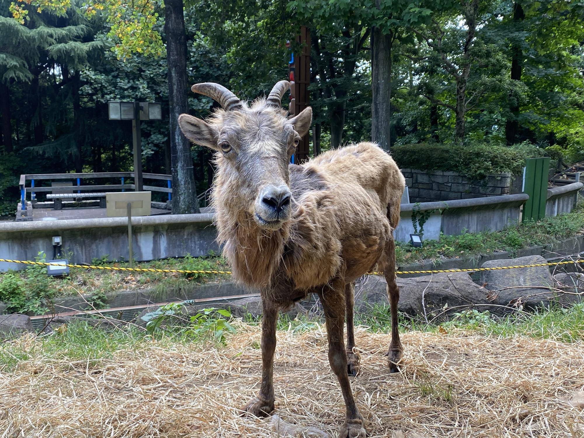 オオツノヒツジの年長さんの写真