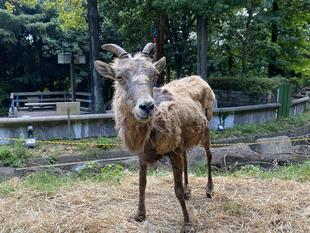 オオツノヒツジの年長さん