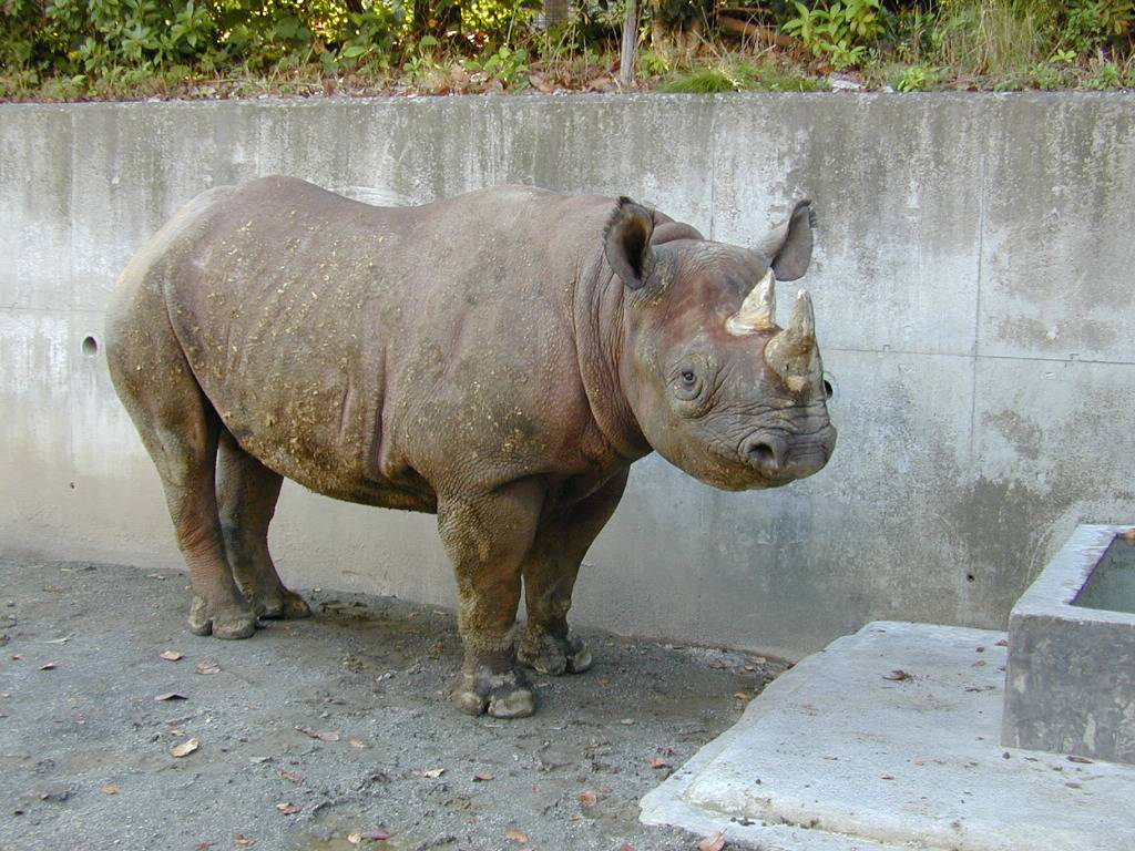 ビビ ありがとうの写真